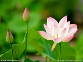 奥林匹克公园荷花
