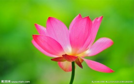奥林匹克公园荷花