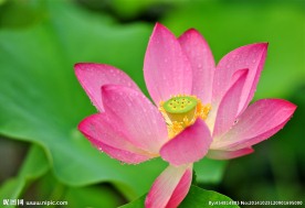 奥林匹克公园荷花