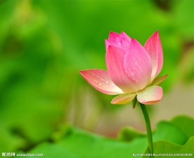 奥林匹克公园荷花