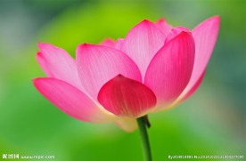 奥林匹克公园荷花