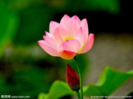 奥林匹克公园荷花