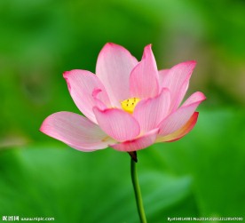 奥林匹克公园荷花