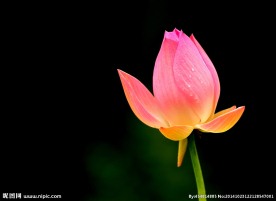 奥林匹克公园荷花