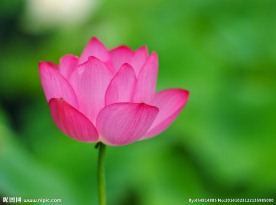 奥林匹克公园荷花