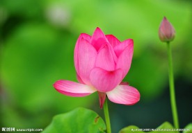 奥林匹克公园荷花