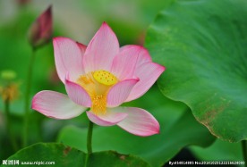 奥林匹克公园荷花