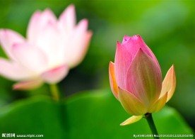 奥林匹克公园荷花