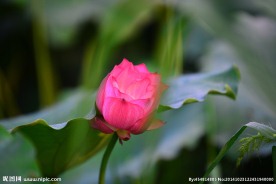 奥林匹克公园荷花