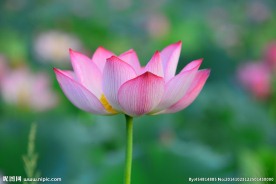 奥林匹克公园荷花