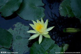 奥林匹克公园荷花