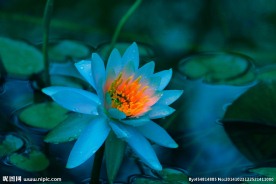 奥林匹克公园荷花
