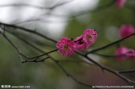 红梅