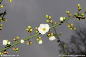 梅花