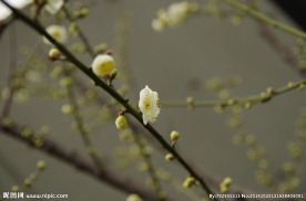 梅花