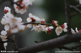 梅花