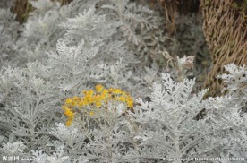芙蓉菊