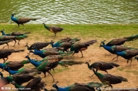 西双版纳原始森林公园