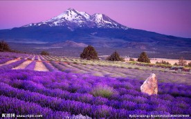 雪山紫色薰衣草图片