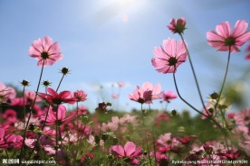 波斯菊