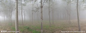 大雾 花草  树木
