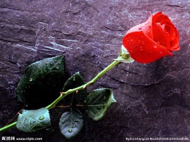 花 红色玫瑰花