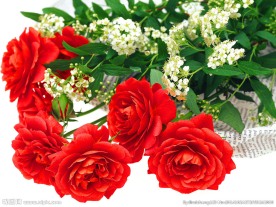 玫瑰花