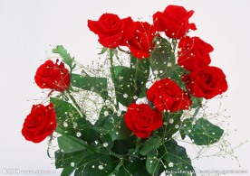 花 红色玫瑰花