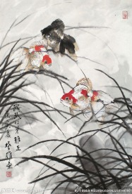 金鱼