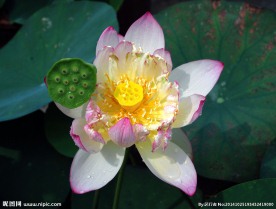 荷花