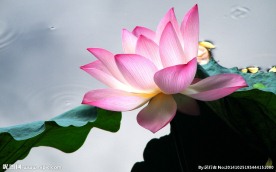 荷花