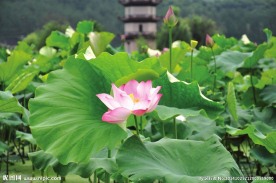 荷花