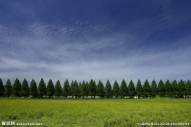 风景 树林