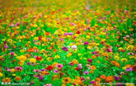花海