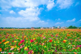 花的海洋