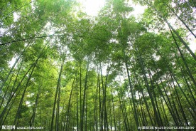 竹林图片