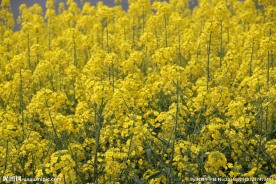油菜花