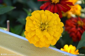金盏花