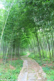 竹林 竹子