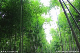 竹林 竹子