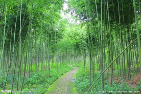 竹林 竹子