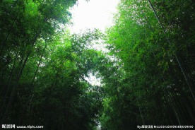 竹林 竹子