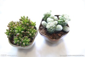 多肉植物