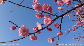 红梅