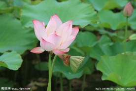 荷花莲蓬
