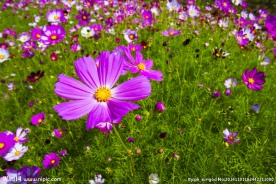 格桑花