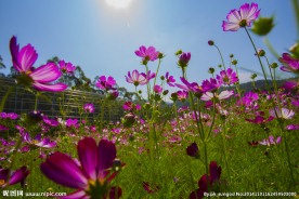 格桑花