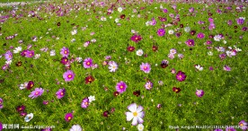 格桑花