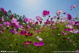 格桑花
