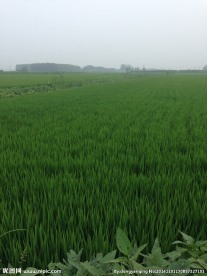 小麦田